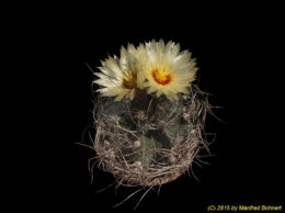 Astrophytum capricorne v. minor 3301